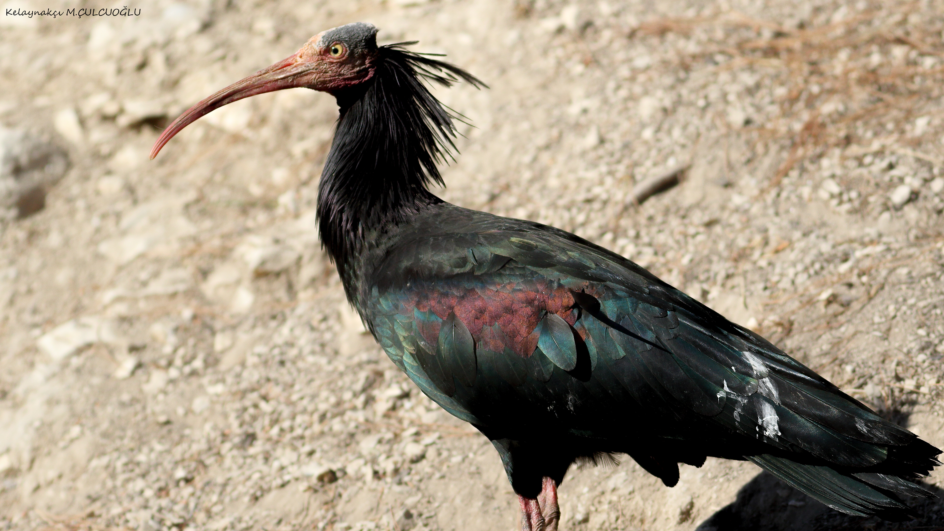 Northern Bald Ibis